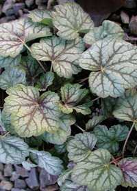 Heuchera 'Pewter Veil'                            